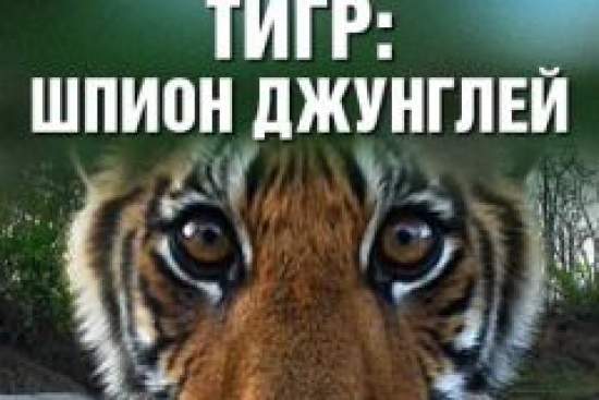 BBC: Тигр – Шпион джунглей